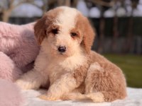 Mini Labradoodle Yavrular
