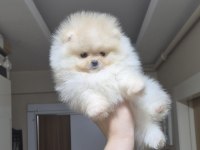 ÜST KALİTE TEACUP POMERANİAN ORİJİNAL IRK MİNİK PRENSES