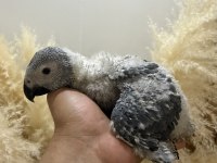 BEBEK JAKO PAPAĞANI