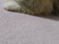 Pomeranian Erkek Ve Dişi Yavrularımız