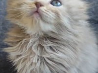 Scottish fold sıfır kulak