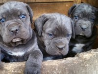 Safkan cane corso erkek dişi yavrularımız
