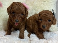 TOY POODLE YAVRULARI