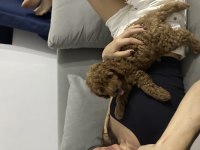 Sahibinden Toy Poodle