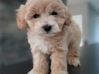 TEA CUP MALTİPOO YAVRULARİ İSTANBUL 