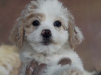 Özel Maltipoo Yavruları