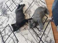 Scottish fold yavruları 3 aylık