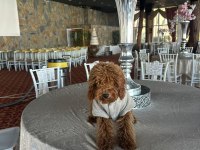 Toy poodle 6 aylık