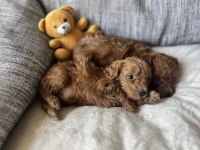 BİSKÜVİ TADINDA POODLE YAVRULAR