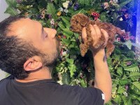 Safkan poodle yavrularımız yeni yuvalarını arıyor