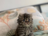 Erkek Muhteşem Black Silver İran Kedisi Güzellik
