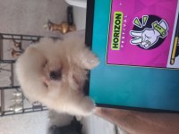 MİNİK POMERANİAN AYI SURATLARIMIZ