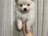 POMERANİAN BOO 3 AYLIK YAVRULARIMIZ