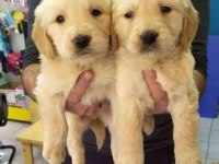 Orginal Golden Retriever Safkan
