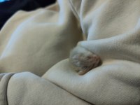 Yavru ve yetişkin gonzales hamster