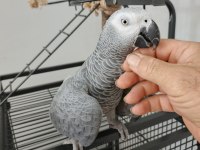 Sahiplendirilecek Jako Papağanı
