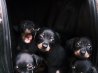 minyatür pinscher