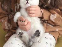 2 aylık yavru british shorthair
