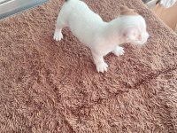 Jack russell kısa bacak çiftlik veya üretici değilim