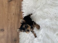 0 numara Yorkshire terrier