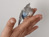 Ele alıştırmalık muhabbet kuşlar