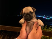 Gül kuyruk pug erkek bebek