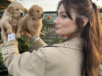 Çok Şeker GOLDEN Retriever Yavrular