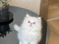 Show Güzellik Gold Eyes British Longhair Yavrum