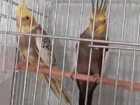Garantili Sultan Papağanı Takımlarımız