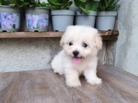 Erkek Maltese