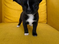 Gri özel renk mini boy elma kafa chihuahualar