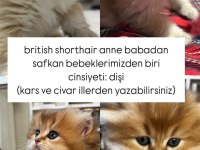 BRİTİSH ANNE BABADAN SAFKAN YAVRULAR