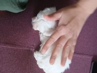 Maltese Terrier Yavru Dişi