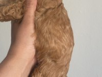 Toy poodle dişi ve erkek