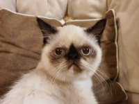 Safkan Exotic Shorthair Blue Point Dişi