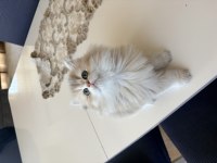 British Longhair Erkek Yavru