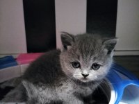 British Shorthair Scottish Fold Gri Renk Yavrular