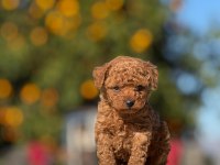 Aşılı Çiş Eğitimli Orjinal Toy Poodle Bebekler