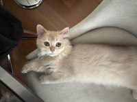 British Longhair AY11 erkek yavrumuza yuva arıyoruz