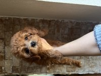 19 ocak doğumlu maltipoo bebişlerim