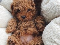 Toy Poodle Kore Kan Yavrularımız