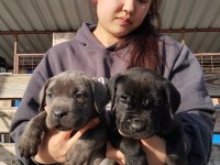 Cane corso yavrularımız çiftliğimızden