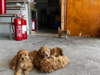 Maltipoo kalite yavrular ırk sağlık garantili