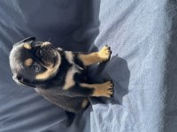 Black tan pug mops