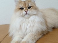 Karizmatik British longhair oğlum köfte