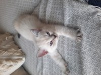 Zeki ve dünyalar güzeli kedilerimi sahiplendiriyorum