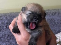 Pomeranian köpekler