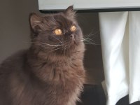 Çikolata oğlumuza yeni yuva arıyoruz british longhair