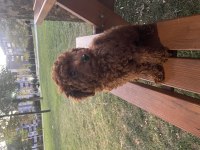 Toy poodle 3 aylık dişi