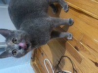 British Shorthair Kedisi Dişi